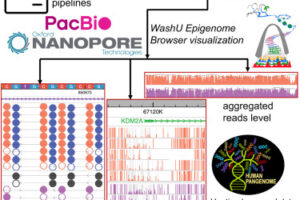 New Modbed Track Available on WashU Epigenome Browser 