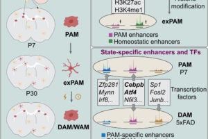 Researchers Illuminate the Epigenetic Basis of Microglial Plasticity