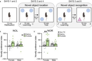 Sex-specific epigenetic remodeling links acetate to memory enhancement