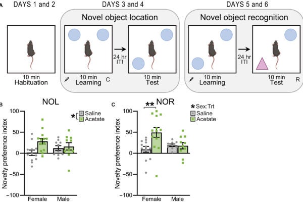 Sex-specific epigenetic remodeling links acetate to memory enhancement